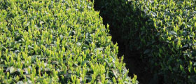 東山茶・掛川茶・世界農業遺産「静岡の茶草場農法」質問・問合せ
